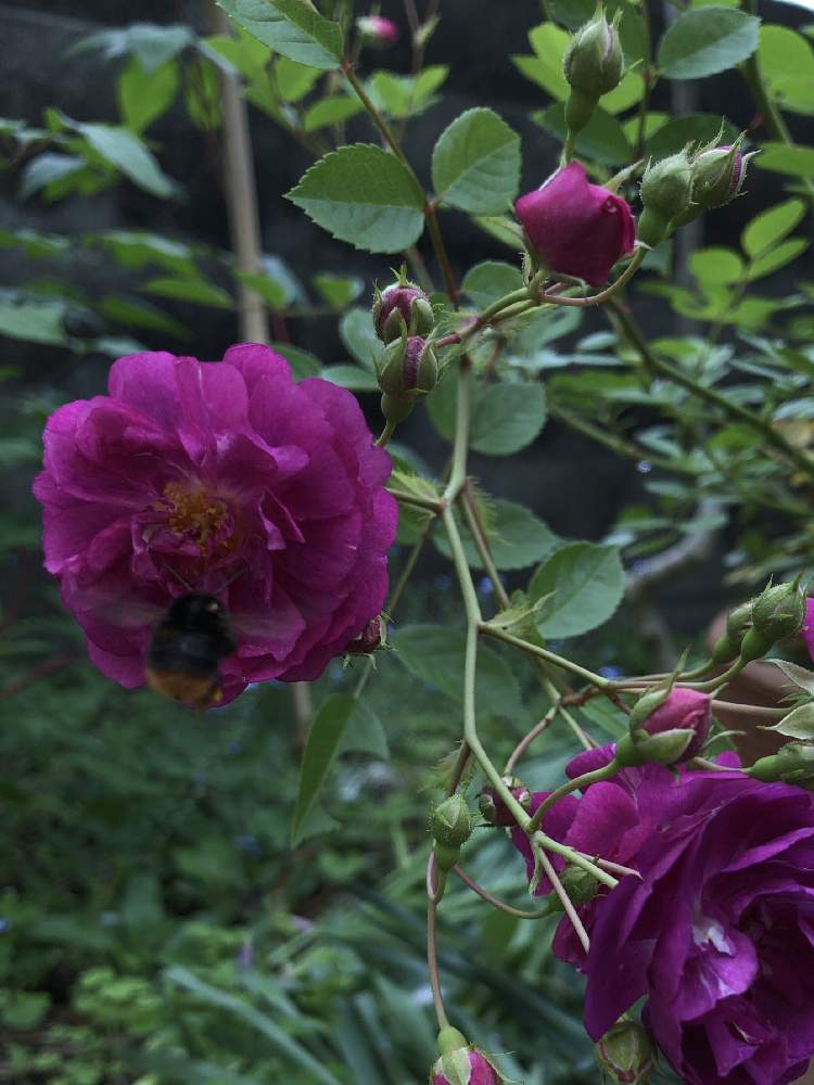 ミニバラ スイートチャリオットの投稿画像 By 花好きロボットさん 小さな庭とばら バラ 薔薇と無農薬と小花とバラ ミニバラと小花好きと スイートチャリオットとばら バラ 薔薇と無農薬と小花とバラ ミニバラと小花好きとスイートチャリオット 21月5月13日