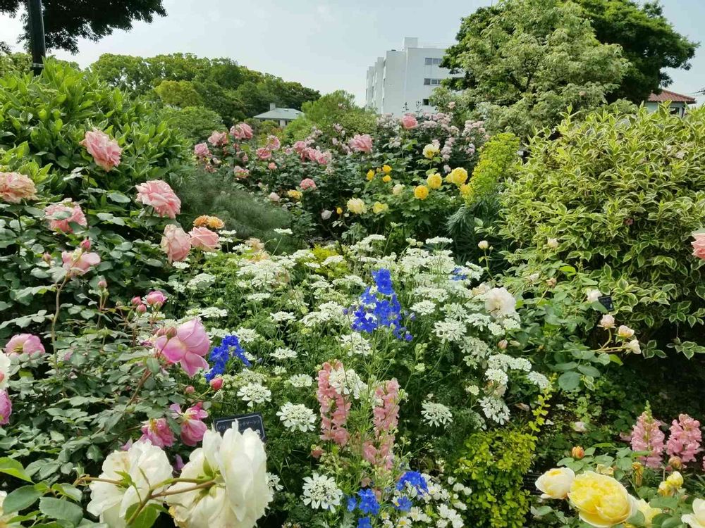 エリィさんの港の見える丘公園への投稿