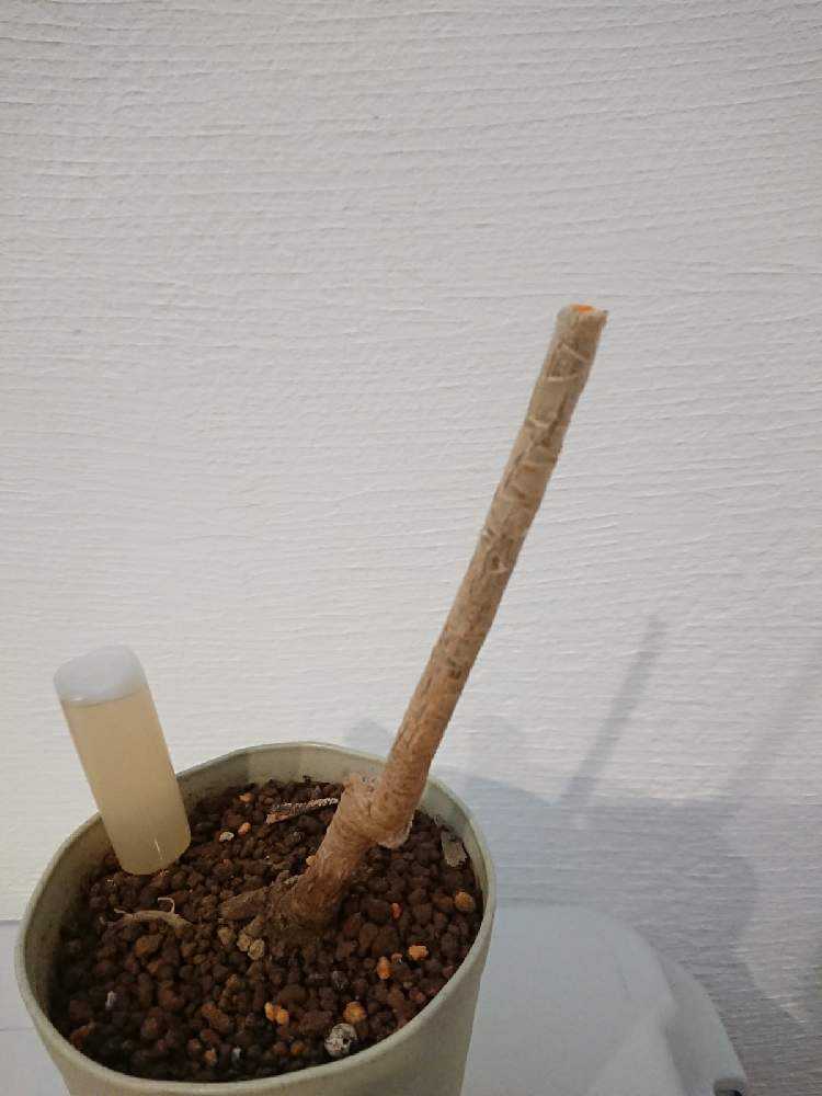 ドラセナ コンシンネ 剪定 Greensnap グリーンスナップ