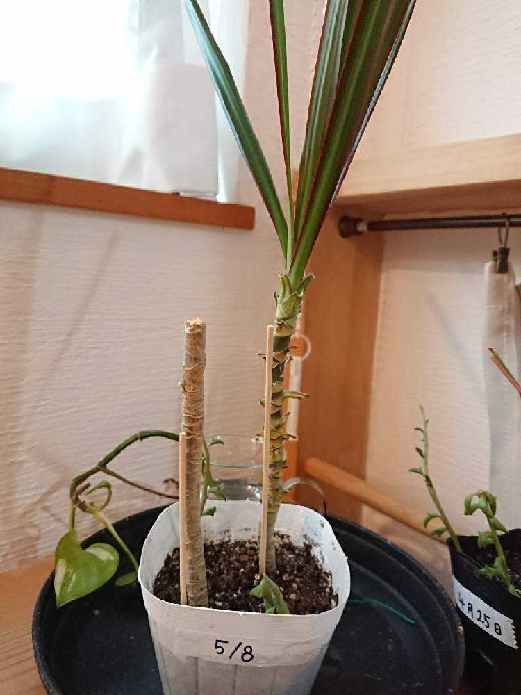 ドラセナ コンシンネ 剪定 Greensnap グリーンスナップ