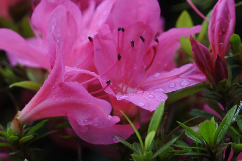 ５月の雨 花は開く Greensnap グリーンスナップ