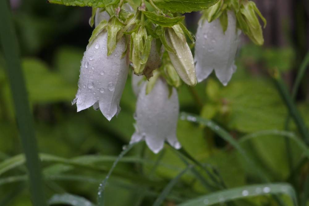 ５月の雨 花は開く Greensnap グリーンスナップ