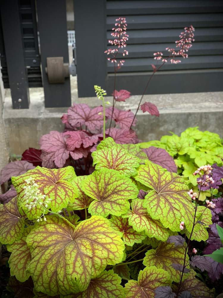 ヒューケラ ベリースムージーの投稿画像 By Little Rubyさん ヒューケラ レッドライトニングと小さな庭とカラーリーフと半日陰とマンションの庭と3年目の庭とカラーリーフと半日陰とマンションの庭と3年目の庭 21月5月13日 Greensnap グリーンスナップ