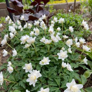 八重イチゲの投稿画像一覧 Greensnap グリーンスナップ