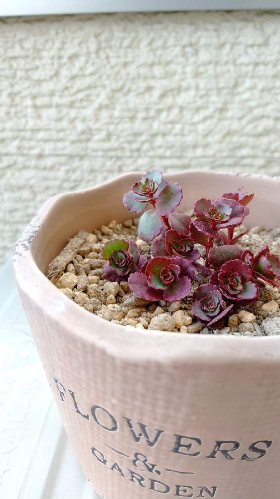 セダムの投稿画像 By つゆさん セダム ドラゴンズブラッドとセダム属と多肉植物とちまちまと根っこ待ちと挿し木 挿し芽と挿し木と赤 紅 あか レッド 21月5月13日 Greensnap グリーンスナップ