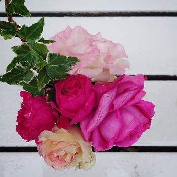 イブピアッチェの投稿画像一覧 Greensnap グリーンスナップ イブピアッチェの投稿画像一覧 Greensnap グリーンスナップ