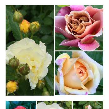 チャールストン✨の画像 by rikugardenさん | 小さな庭とバラとジェフ・ハミルトンとゴールデンボーダーとディスタント・ドラムスとアルキミストとマーガレットメリルとチャールストン✨と癒される♡と自慢のバラ_2021と植物のある暮らしとやさしい色...といつもありがとう♡といま心をひとつにと今日のお花と素敵な色♡と花のある暮らしとかわいいな♡とげんき！とGREEN UP!