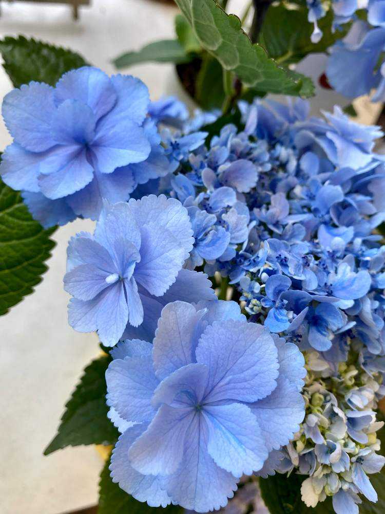 21年 店頭に並んだ紫陽花の記録 6月いっぱいまで随時更新 Greensnap グリーンスナップ