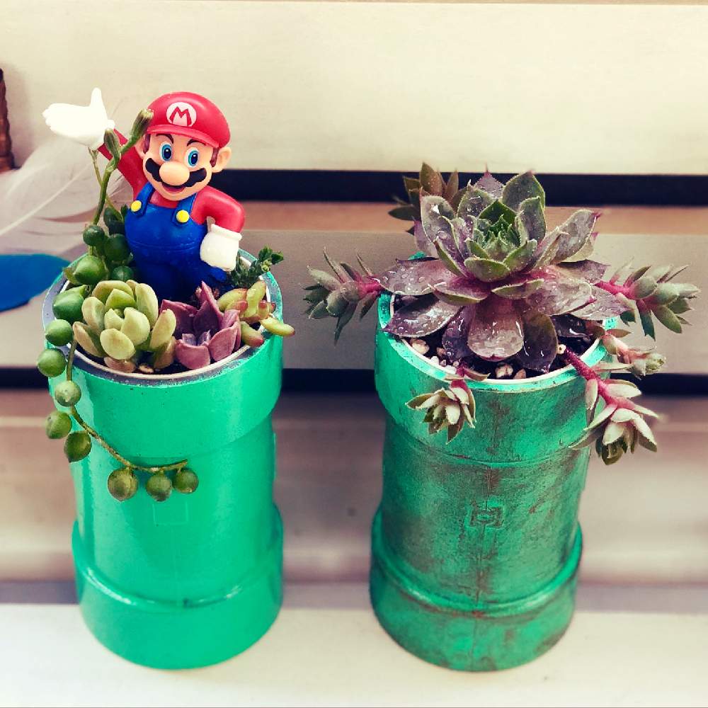 マリオの投稿画像 By Satoshiさん パックンフラワー と多肉植物と多肉男子と寄せ植えと秋田とセンペルビブム 21月5月13日 Greensnap グリーンスナップ