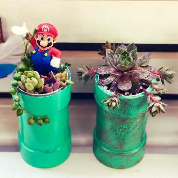 パックンフラワー の投稿画像一覧 Greensnap グリーンスナップ