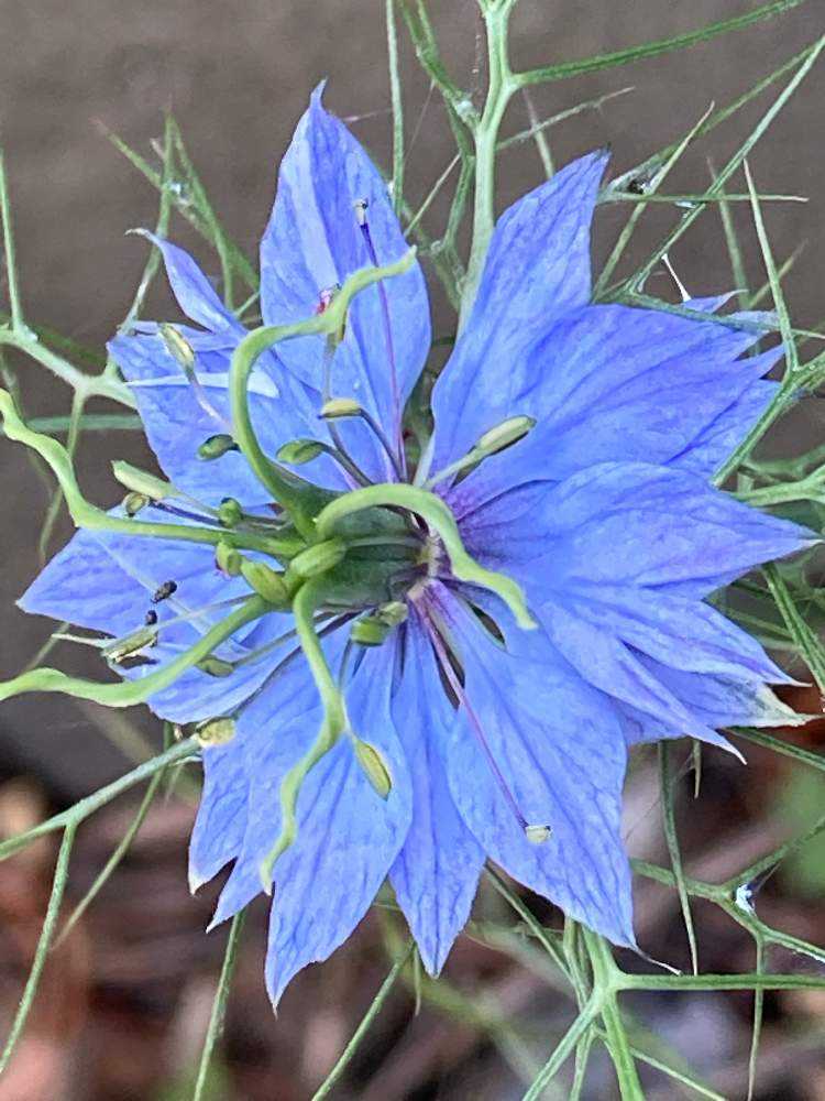 まだ起きたくなかったのに…︎星の王子様の薔薇より️
