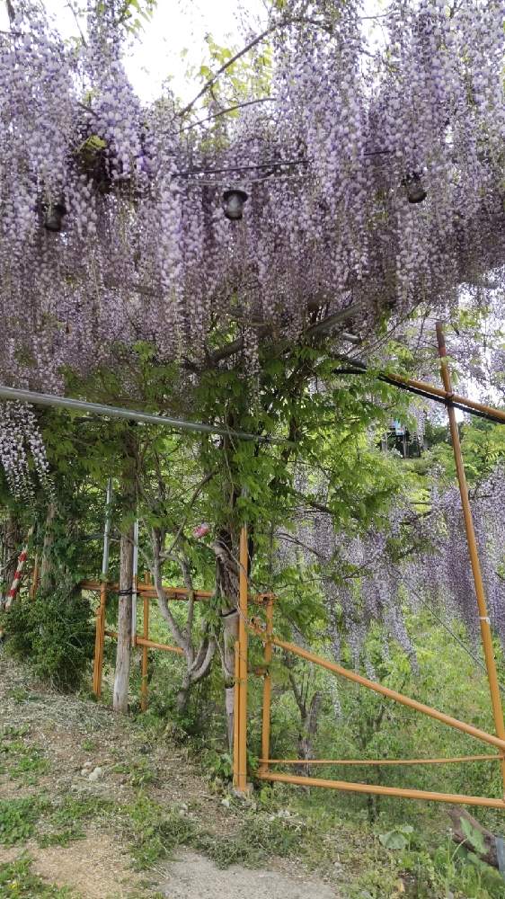 フジの投稿画像 By ももこさん 宮城県仙南と花山といやしの郷と手作りアプローチとはしと花のある暮らし 21月5月13日 Greensnap グリーンスナップ フジの投稿画像 By ももこさん 宮城県仙南と花山といやしの郷と手作りアプローチとはしと花のある暮らし 21月5月13日 Greensnap グリーンスナップ