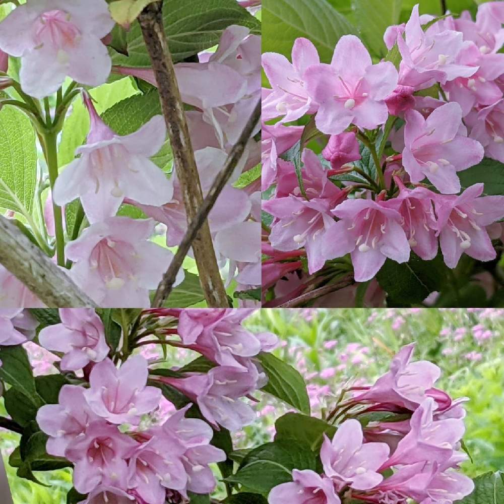 ウツギの投稿画像 By 秋草さん ピンクの花とoriの自由なピンクの日 21月5月13日 Greensnap グリーンスナップ