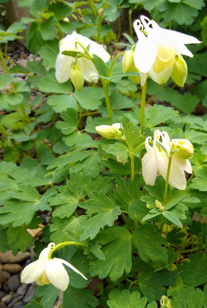 オダマキの投稿画像 By Kirikaさん 北海道と北国の庭先で 21月5月13日 Greensnap グリーンスナップ