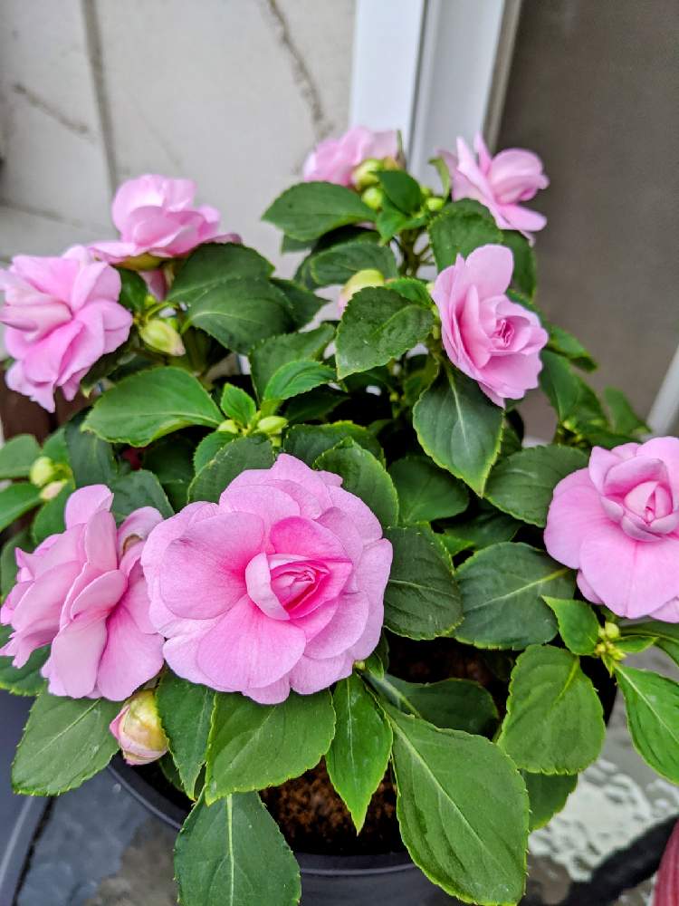 八重咲きインパチェンス カリフォルニアローズの投稿画像 By Gogoisaさん テラスとバラ咲きとインパチェンス と八重咲きインパチェンス とバラ咲きインパチェンス とバラ咲きとインパチェンス と八重咲きインパチェンス とバラ咲きインパチェンス 21月5月13日