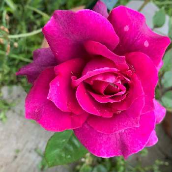 庭の薔薇の画像 by anne♪さん | 広い庭とバラと可愛い♥️と癒されると庭の薔薇といい香りと優しいと深いボルドーと自慢のバラ_2021と＃バラ