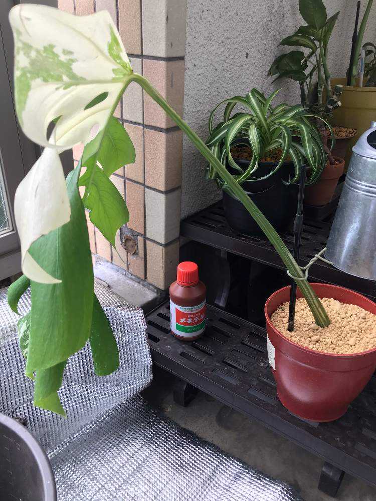 モンステラカット苗購入から土に植えるまでの記録 Greensnap グリーンスナップ