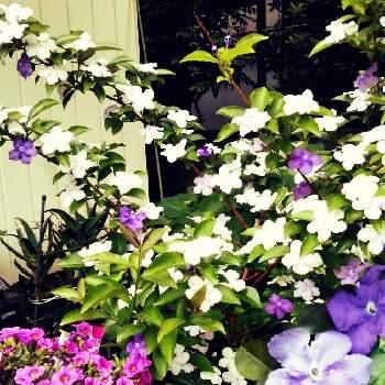 ニオイバンマツリの花の画像 by ユリコさん | 小さな庭と癒やされるとピンクの花とカリブラコアの花とニオイバンマツリの花とはなのある暮らしと小さな白いお花とおしゃれな花と毎年咲くと可愛いピンク色♡