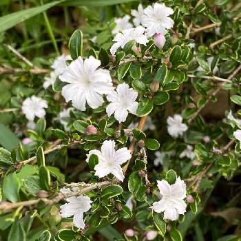 西洋ツゲの一覧 Greensnap グリーンスナップ