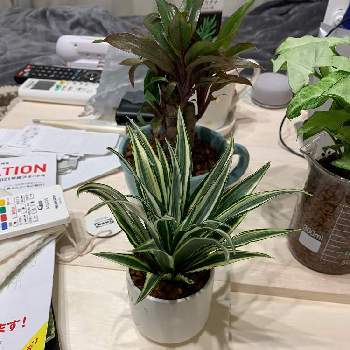 斑入りドラセナコンパクタの投稿画像一覧 Greensnap グリーンスナップ