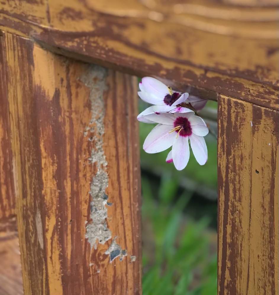 イキシアの投稿画像 By ななこさん お散歩道 21月5月13日 Greensnap グリーンスナップ