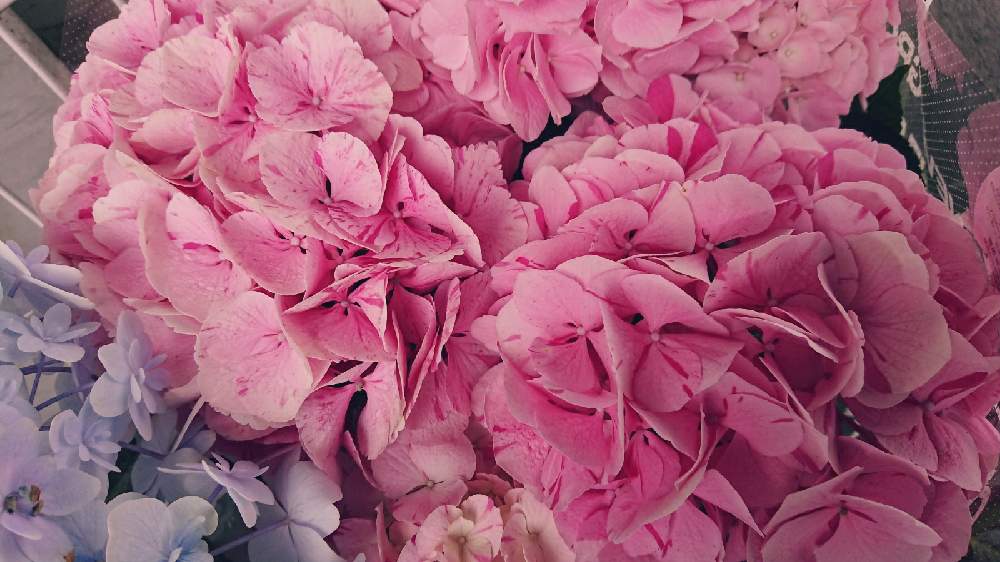 紫陽花 アジサイ あじさいの投稿画像 By クロウさん 大栄花園とあじさい大好きとおうち園芸とアジサイ スプラッシュと紫陽花 アジサイ あじさいと 大栄花園とあじさい大好きとおうち園芸 21月5月13日 Greensnap グリーンスナップ Greensnap グリーンスナップ