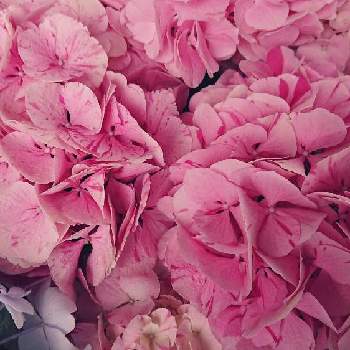 アジサイ スプラッシュの投稿画像一覧 Greensnap グリーンスナップ