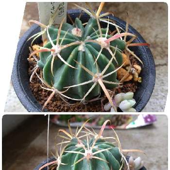 フェロカクタスの投稿画像一覧 Greensnap グリーンスナップ