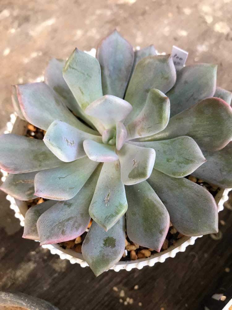 多肉植物^o^  デビー 多肉植物^o^ デビー - メルカリ