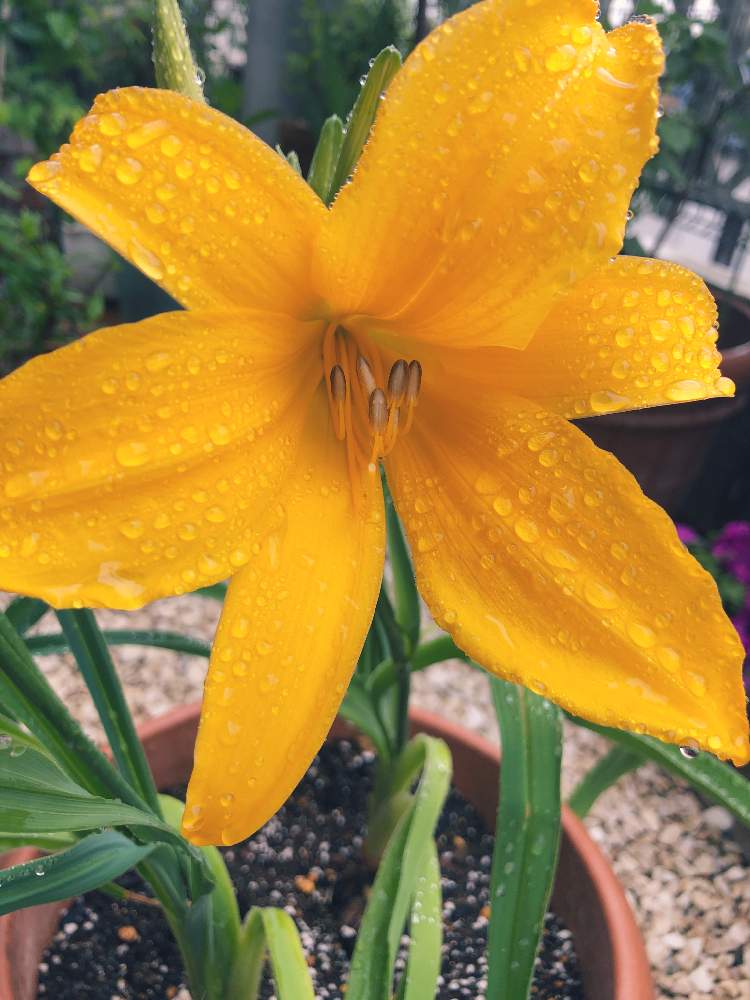 日光キスゲの投稿画像 By あずさん 庭がパッと明るくなりました と株分けしましたとさいたさいたと小さな花壇とおうち園芸とかわいい と花のある暮らし 21月5月14日 Greensnap グリーンスナップ