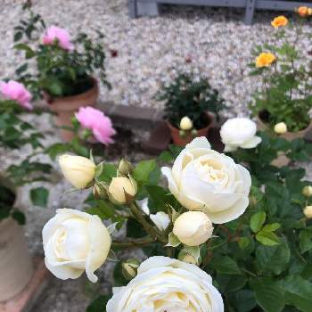 バラ アルテミスの投稿画像一覧 Greensnap グリーンスナップ