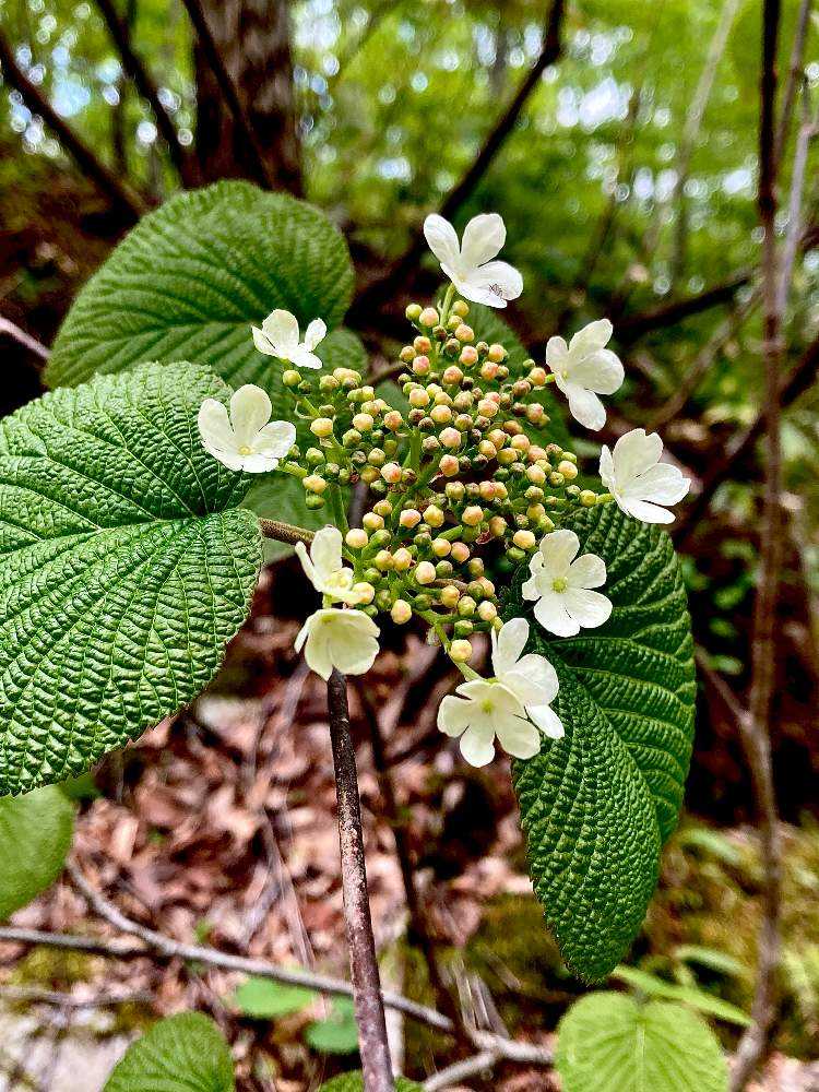 夢見心地の花散歩 Greensnap グリーンスナップ