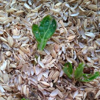 悲しい出来事の投稿画像一覧 Greensnap グリーンスナップ 悲しい出来事の投稿画像一覧 Greensnap グリーンスナップ