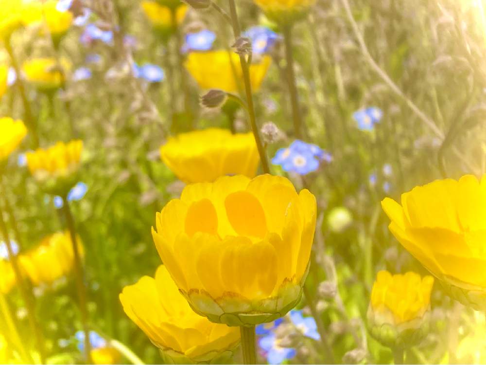 花言葉の投稿画像 By ヒーちゃんさん 黄色い花と誕生花と今日はなんの日 21月5月14日 Greensnap グリーンスナップ