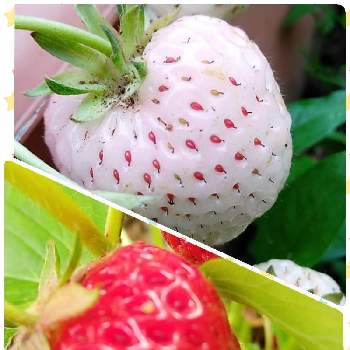 美味しいよの画像 by くまちゃんさん | 広い庭とイチゴとかわいいと花のある暮らしと美味しいよとおうち園芸