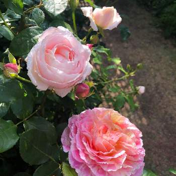 ❋ビエドゥの画像 by piscesさん | 小さな庭とばら バラ 薔薇と❋ビエドゥとクロード・モネと薔薇♪とバラ・ミニバラ