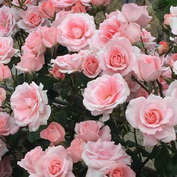 大阪中之島バラ園の画像 by うーさん(@ap_11)さん | お出かけ先とバラ プリンセスアイコとバラ園とばら バラ 薔薇と大阪中之島バラ園