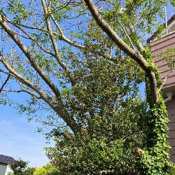 姫ヒイラギの投稿画像一覧 Greensnap グリーンスナップ