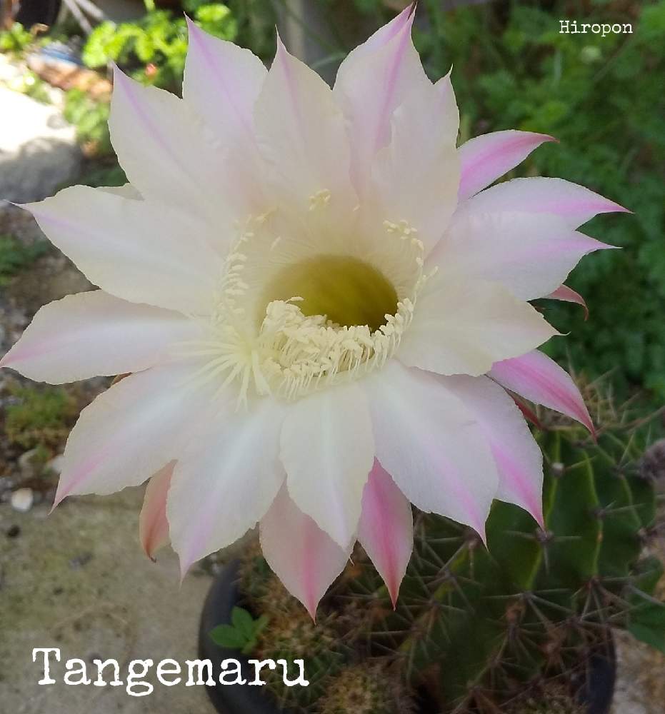 短毛丸の投稿画像 By ひろぽんさん サボテン科と医療 介護の皆様に感謝とピンクの花 といつもありがとう とエキノプシス属としべ好きとあさと鉢植えと平和を願う と花のある暮らしと白い花とかわいいな とgreen Up とワクワク と南米原産 21月5月14日