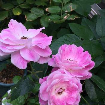ピンクアイスバーグ☆の画像 by minmindoさん | 小さな庭とわたしの楽しみと癒やしとばら バラ 薔薇とピンクアイスバーグ☆と家バラとバラの鉢植えとiPhone撮影