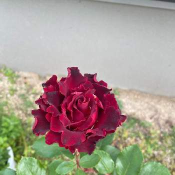 オマージュ・ア・バルバラの画像 by いろはさん | オマージュ ア バルバラとオマージュ・ア・バルバラと自慢のバラ_2021とばら バラ 薔薇とバラ 鉢植えと赤いバラ