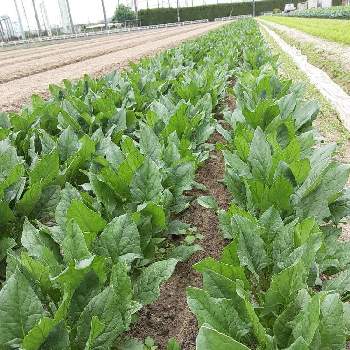 島七野菜販売 Google検索 の投稿画像一覧 Greensnap グリーンスナップ