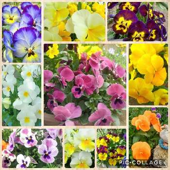 良く咲くスミレの画像 by Digitalis（ジギー）さん | 広い庭とパンジー・ビオラと良く咲くすみれとたねからの幸せとキュンキュン乙女倶楽部とありがとう♡とGSアダルトチームと初めてと良く咲くスミレ