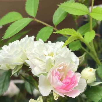 つるバラ 舞姫の投稿画像一覧 Greensnap グリーンスナップ