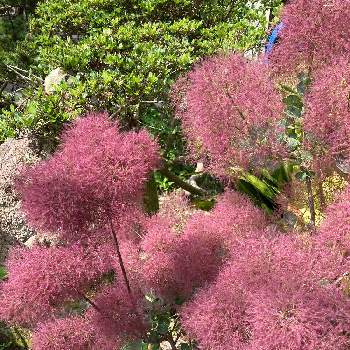 赤い葉っぱの投稿画像一覧 Greensnap グリーンスナップ