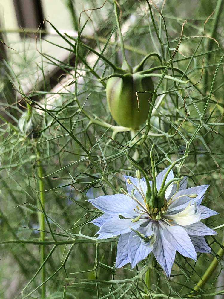 種からニゲラ Greensnap グリーンスナップ