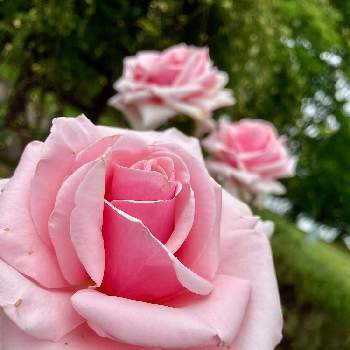 オードリーヘップバーンの画像 by 紫央／Shioさん | お出かけ先とオードリーヘップバーンとAudrey Hepburnとお花のある暮らしとお花は癒しとバラ・ミニバラと薔薇のある暮らし