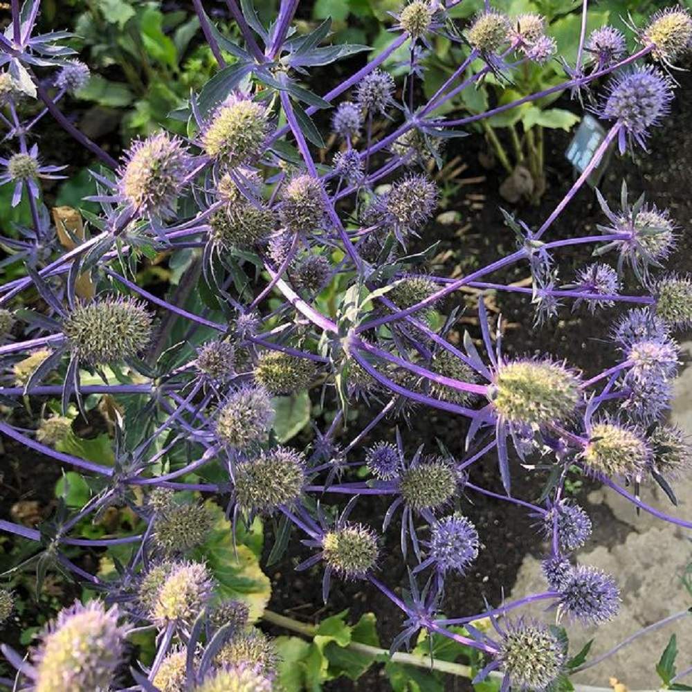 エリンジウムの投稿画像 By Cabinotierさん Gsでお買い物と園芸とガーデンと水やりとフラワーとおうち園芸とサスティーとsusteeと植物用水分計サスティーとガーデニングと 花のある暮らしとチェッカーと水分計 21月5月14日 Greensnap グリーンスナップ