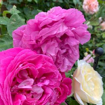 ポールネイロンの画像 by なおさん | 小さな庭とポールネイロンとチャイコフスキーと植物愛がとまらないとよろしくお願いしますとばら バラ 薔薇とピンクの花と薔薇に魅せられてとマイガーデンとピンク❤︎ピンクと大好きと小さな花壇とおうち園芸と植中毒と金曜ローズショーと可愛いとガーデニングとバラが好きと花のある暮らしと小庭とバラを楽しむとバラ・オールドローズ