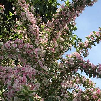 可愛いすぎる〜の画像 by 磯さんさん | 小さな裏庭と可愛いすぎる〜と癒されて〜と私のガーデニングとGS 大好きと癒しのピンクとタニウツギ。と花のある暮らしと満開です